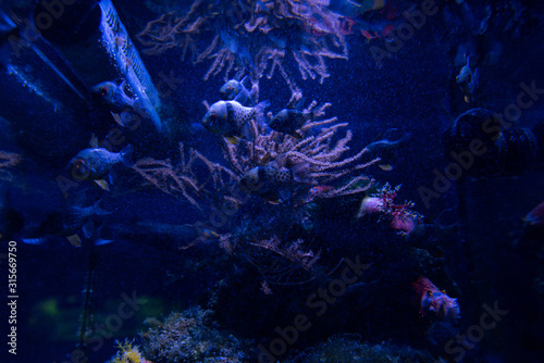 fishes swimming under water in aquarium with blue lighting
