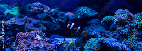 fish swimming under water in aquarium with corals, panoramic shot