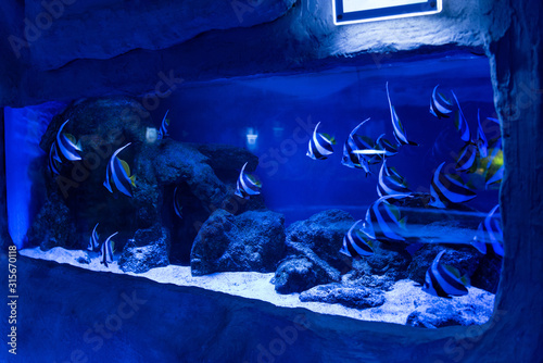 fishes swimming under water in aquarium with blue lighting and stones
