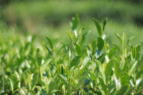 green tea longjing