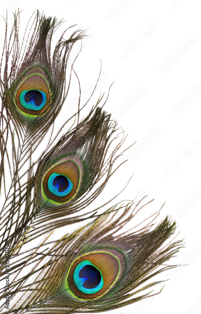 Fototapeta premium Beautiful peacock feathers