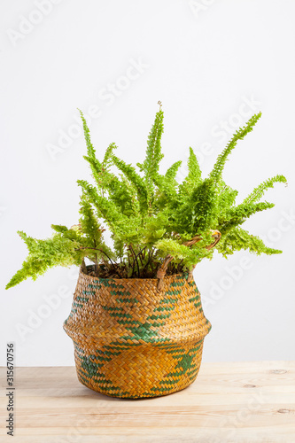 Studio photo shoot of a Nephrolepis exaltata blue bell fern. photo