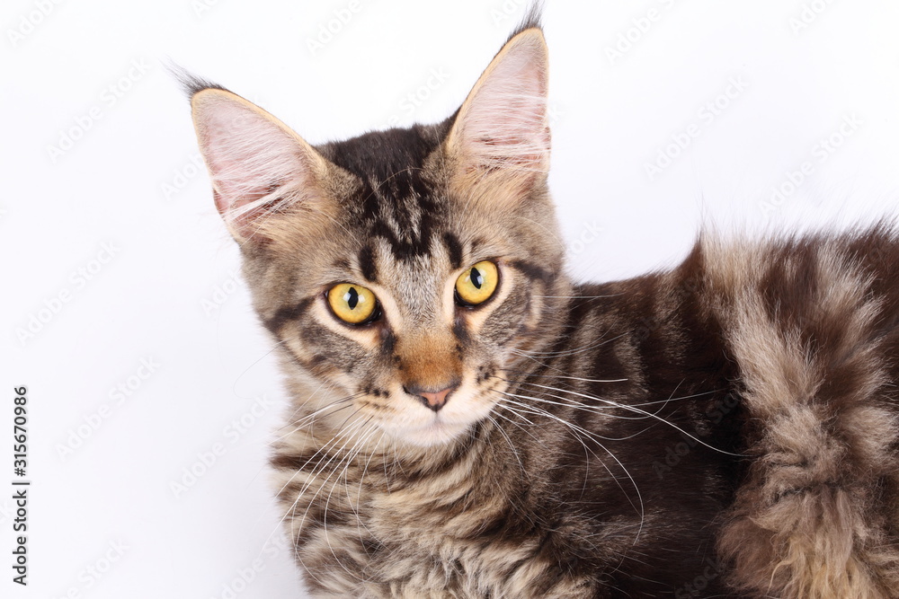 Maine Coon cat, 7 months old, laying in front of white background 