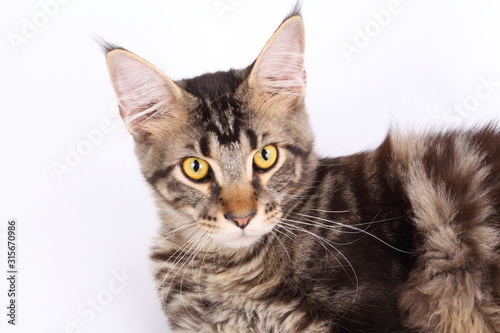 Maine Coon cat, 7 months old, laying in front of white background  © Suwit