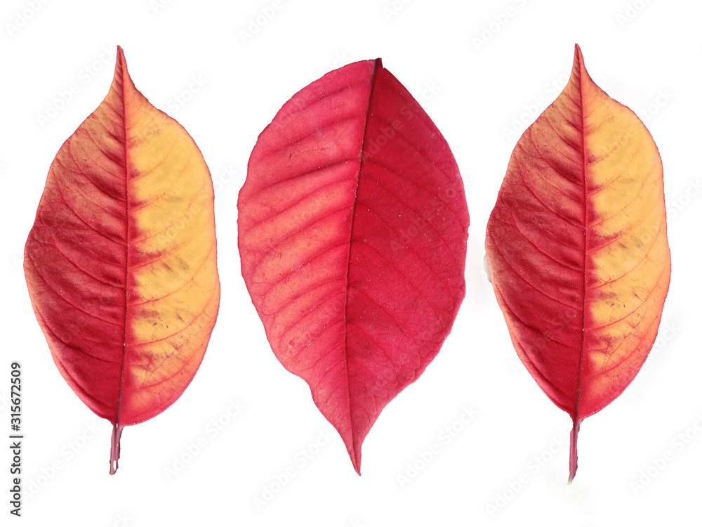 Obraz premium Red leaves isolated on white background.