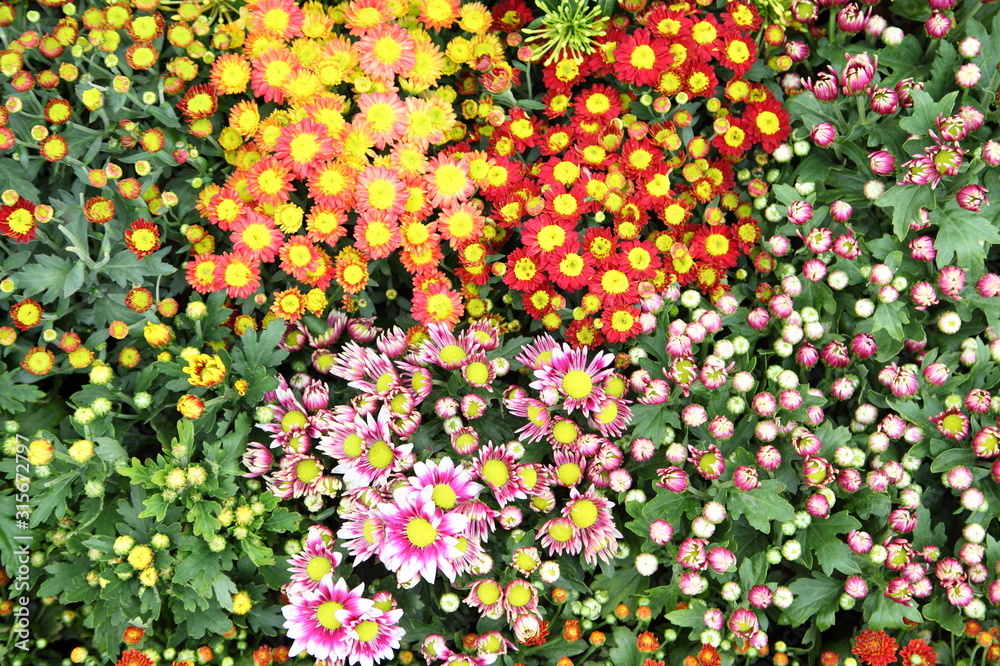 Closeup of bright colorful chrysanthemums 