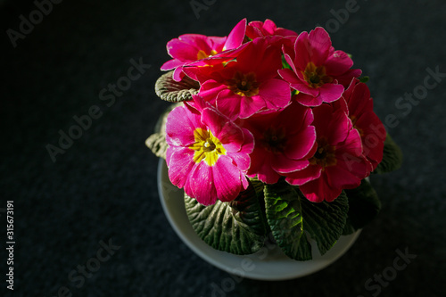 pink primose flower on dark background