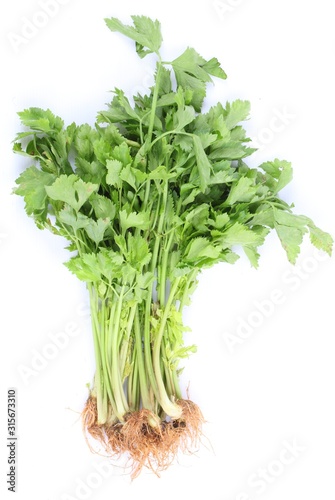 Fresh celery leaves isolated on white background 