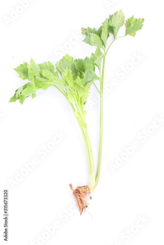 Fresh celery leaves isolated on white background 