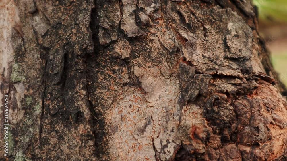Ants climbing on tree with sunlight. close up animal life. wild life nature. Ants climbing on tree with sunlight. close up animal life. wild life nature.