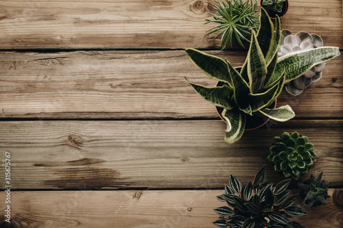 Collection of various cactus and succulent plants on wooden background