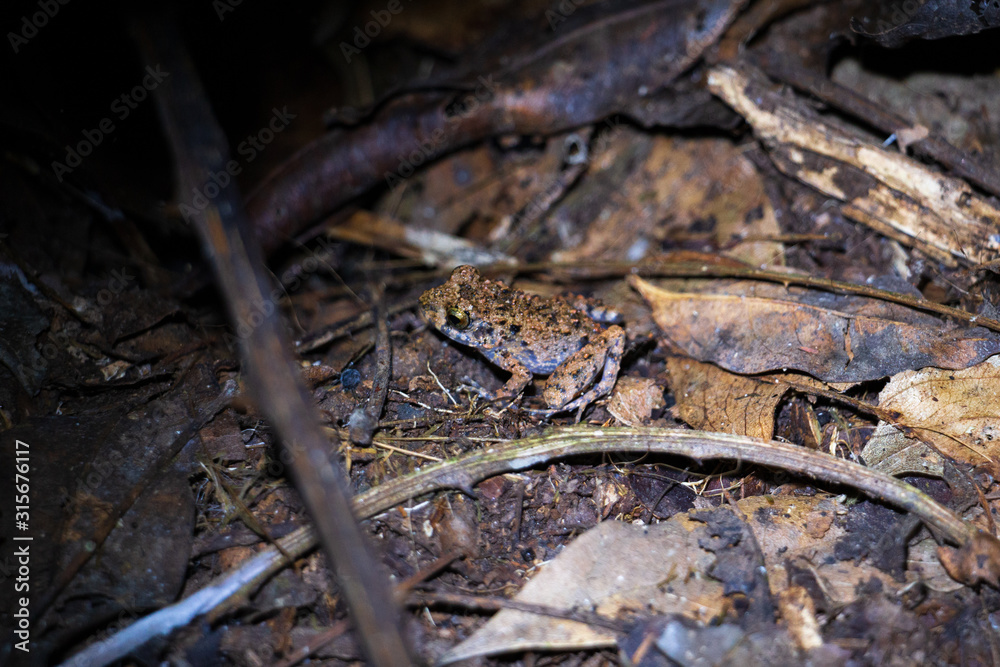 Fototapeta premium frog on the tree