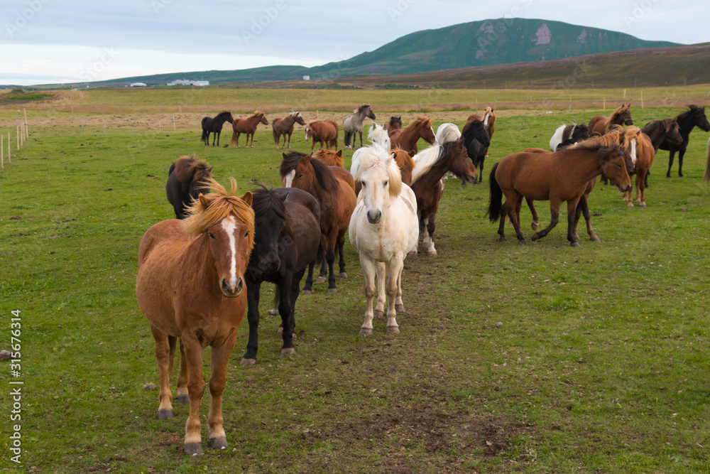 herd of iceland horses