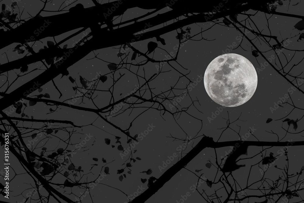 Full moon in the dark night with silhouette branch of tree.