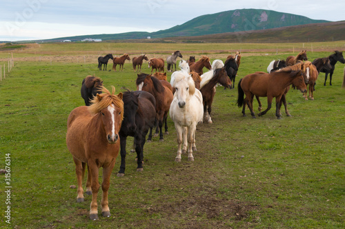 herd of iceland horses