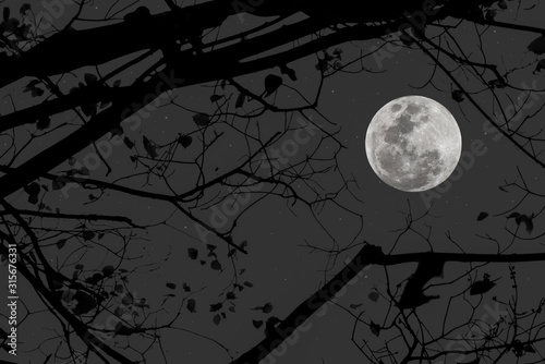 Full moon in the dark night with silhouette branch of tree.