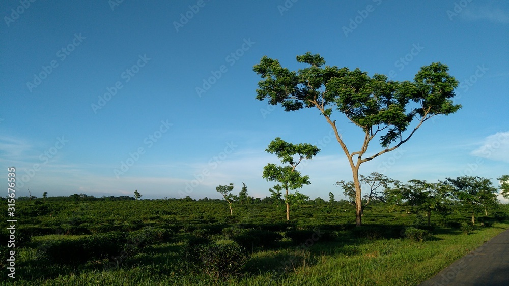 Fototapeta premium Green all around