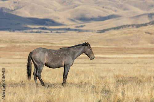 Wild Horse in Autumn in the Utah desert © natureguy