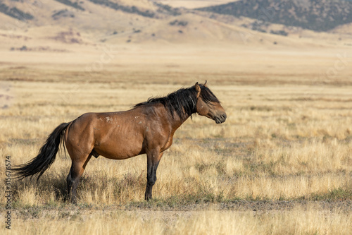 Wild Horse in Autumn in the Utah desert © natureguy
