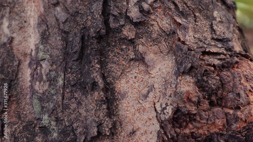 Ants climbing on tree with sunlight. close up animal life. wild life nature. Ants climbing on tree with sunlight. close up animal life. wild life nature.