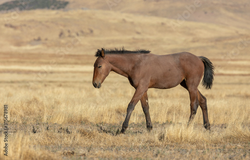 Wild Horse in Autumn in the Utah desert