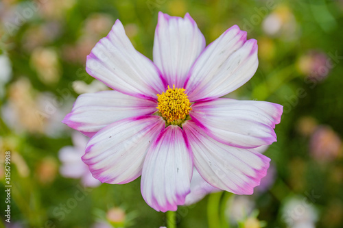 close up white and purple flower