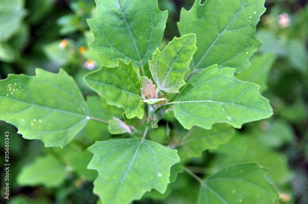 In nature, the grows quinoa (Chenopodium) In nature, the grows quinoa (Chenopodium)