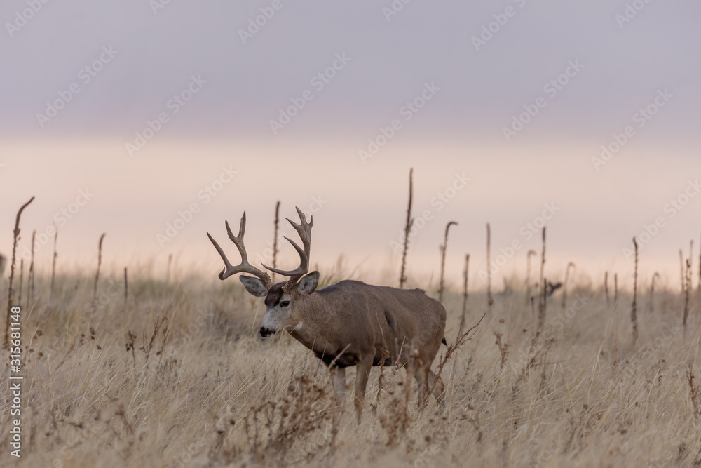 Fototapeta premium Mule dDer buck at Sunrise During the Fall Rut