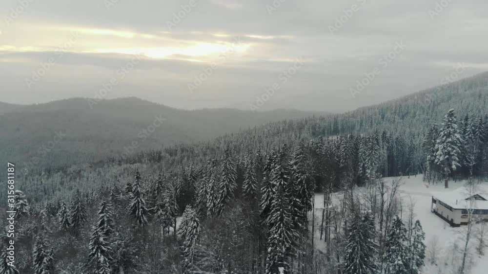 foggy weather in spruce forest in mountains foggy weather in spruce forest in mountains