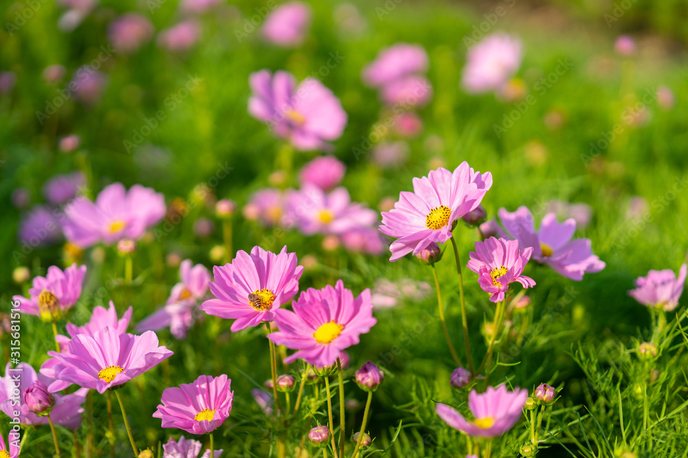 beautiful pink cosmos flowers blooming in the garden