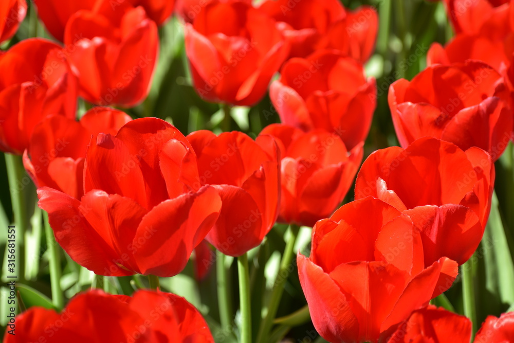 Red Tulipa gesneria blooming in Keukenhof gardens Red Tulipa gesneria blooming in Keukenhof gardens