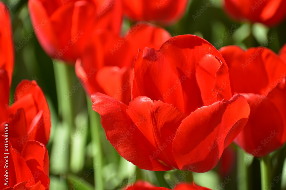 Fototapeta premium Close-up red Tulipa gesneria blooming in Keukenhof gardens