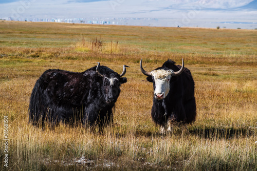 Sarlyks (domesticated yaks) on a pasture in the autumn steppe. Kosh-Agachsky District, Altai Republic, Russia photo