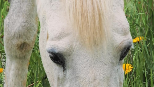 White horse portrait