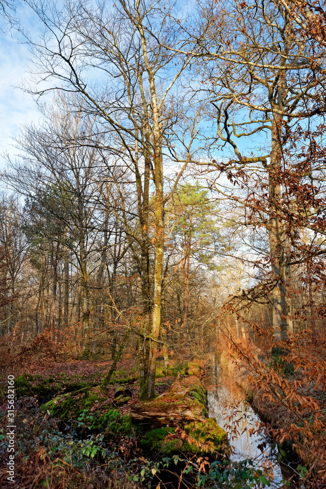 around the evees pond in Fontainebleau forest