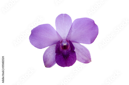 purple orchid flower isolated on white background