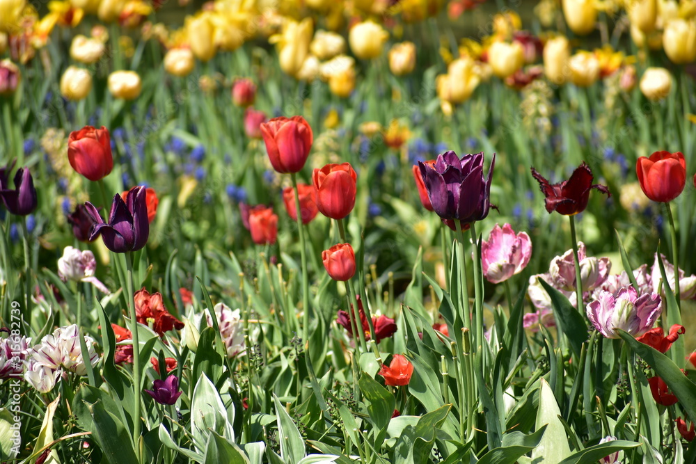 Tulipa gesneria multi colored blooming in Keukenhof gardens