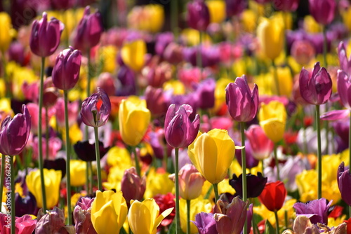 Tulipa gesneria purple and yellow blooming in Keukenhof gardens photo