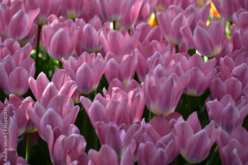 Field of pink Tulipa gesneria blooming in Keukenhof gardens Field of pink Tulipa gesneria blooming in Keukenhof gardens