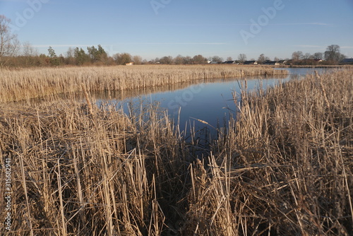 Fototapeta Naklejka Na Ścianę i Meble -  pond and dry cane