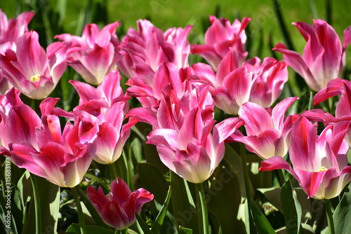 White pink Tulipa gesneria blooming in Keukenhof gardens