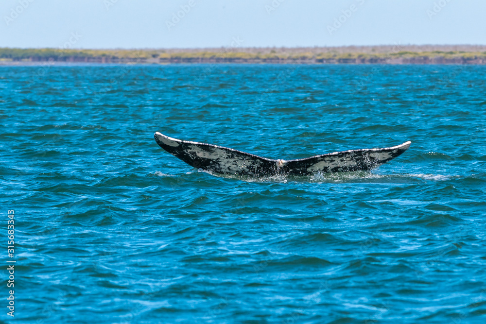 Fototapeta premium Gray Whale (Eschrichtius robustus) shows it's tail flukes as it dives off the coast of Baja California, Mexico.