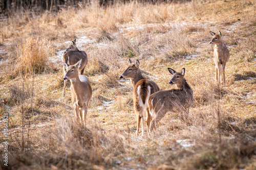 A herd of five while-tailed antlerless deer   Odocoileus virginianus  stand in a meadow in winter.