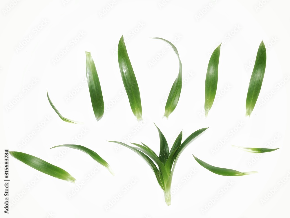 vector illustration of green leaf vector illustration of green leaf
