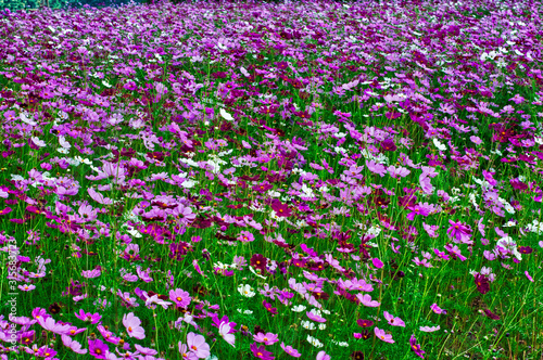 Colorful cosmos flowers blooming in floral garden.