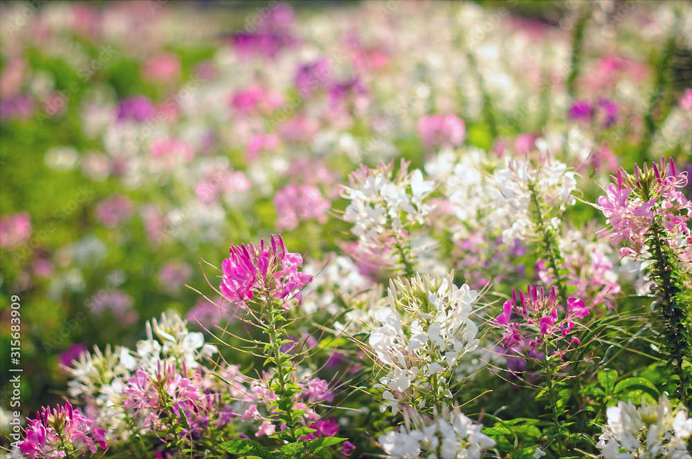 Spider flower(Cleome hassleriana) blooming in the garden, selective focus. Spider flower(Cleome hassleriana) blooming in the garden, selective focus.