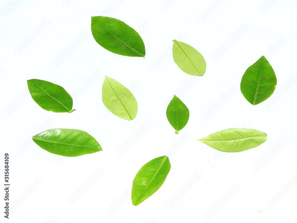 green leaves isolated on white background green leaves isolated on white background