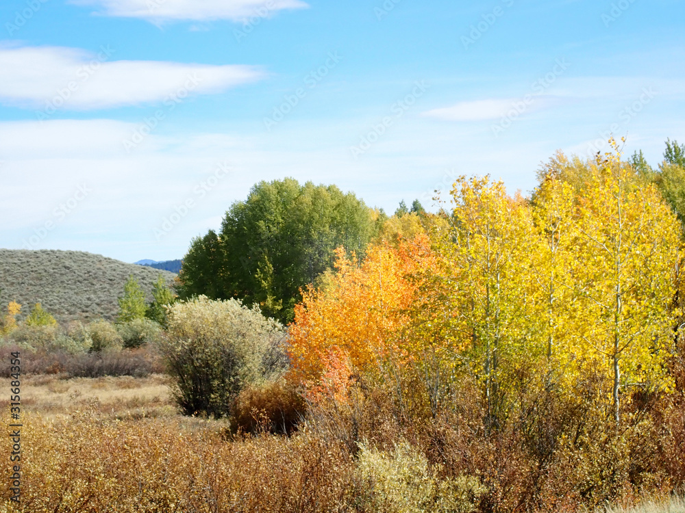 Fototapeta premium Autumn leaves on Birch Trees