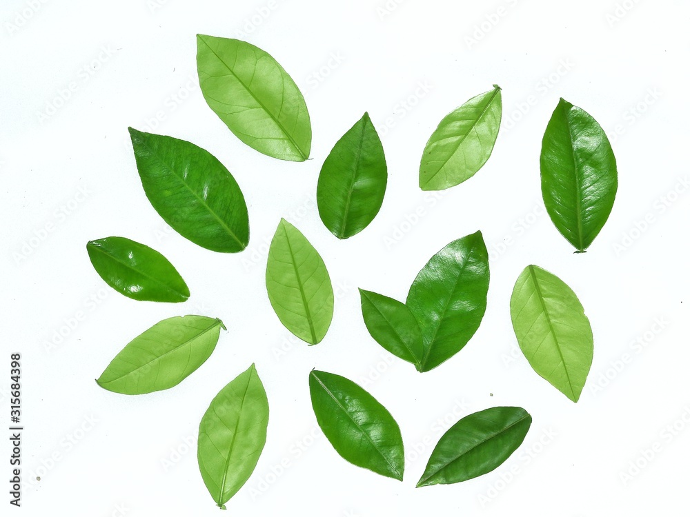 green leaves isolated on white background green leaves isolated on white background