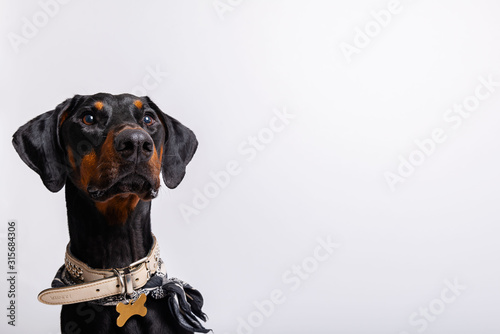 A Doberman 3